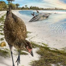Обнаружены останки общего предка кур, уток и гусей