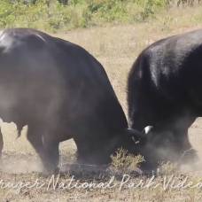 Битва двух буйволов попала на видео