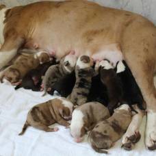 Собака принесла 20 щенков за одну беременность!
