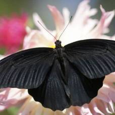 Почему крылья некоторых бабочек окрашены в самый черный цвет?