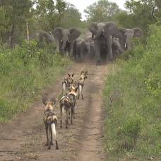 Как слоны защищают детенышей