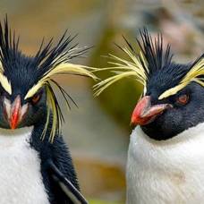 Пингвины умеют общаться даже на большой глубине
