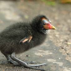 Необычный облик птенца болотной курочки (лат. gallinula chloropus)