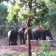 Слоны спасли застрявшего в резервуаре с водой детеныша и попали на видео