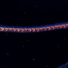 Миллионы сифонофор образовали гигантское существо длиной 47 метров