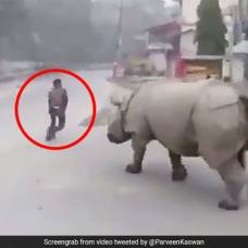 Носорог погнался за нарушителем карантина и попал на видео