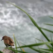 Командорский крапивник (лат. troglodytes troglodytes pallescens)