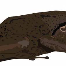 Найдены останки древнейшей лягушки на карибах, которую считают символом пуэрто-рико
