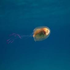 Живая рыба внутри медузы