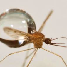 Почему капли дождя не убивают комаров
