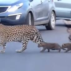Как самка леопарда учит детенышей переходить дорогу