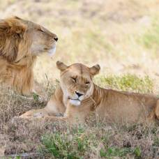 Как львы попытались украсть добычу у леопарда