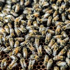 Вирусная инфекция заставляет пчел практиковать «социальное дистанцирование»