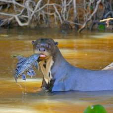Богатый вокальный репертуар бразильских выдр