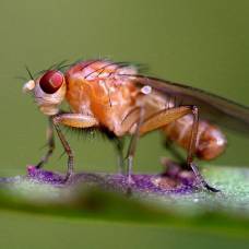 Как спят мухи в новых трудных условиях, к которым нужно приспосабливаться