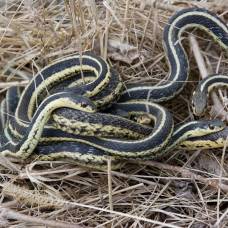 Змей способны формировать стабильные социальные связи