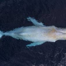 Мигалу — самый известный горбатый кит (лат. megaptera novaeangliae)