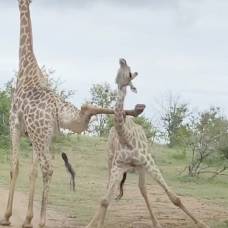 Необычное противостояние двух жирафов попало на видео