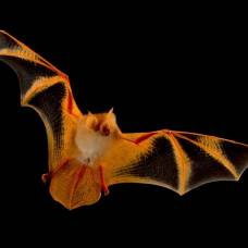 Расписная летучая мышь (лат. kerivoula picta)