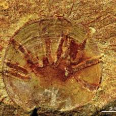 Найден древнейший ископаемый паразит на земле