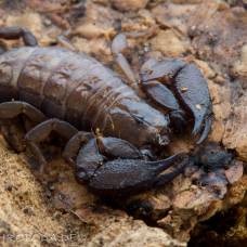 Liocheles waigiensis - скорпион, меняющий состав яда