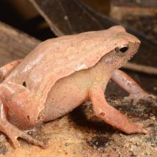 Бамбуковый узкорот (лат. kalophrynus cryptophonus)
