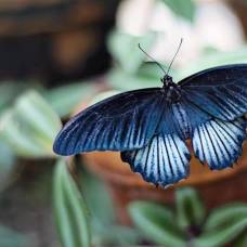 На крыльях бабочек нашли защиту от сильных ливней