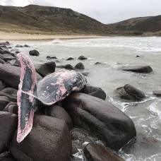Останки огромного редчайшего кита вынесло на побережье шотландии