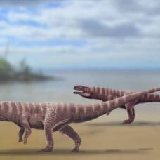 Обнаружены следы двуногих крокодилов мелового периода