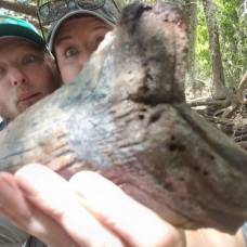 Пара из южной каролины нашла зуб мегалодона размером с ладонь