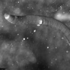 «Ледяной червь» (лат. mesenchytraeus solifugus)