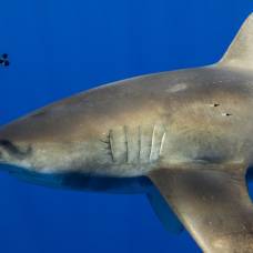 В тихом океане нашли акулу, атакованную гигантским кальмаром