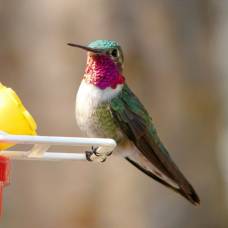 Колибри видит цвета, которые человек даже не может представить