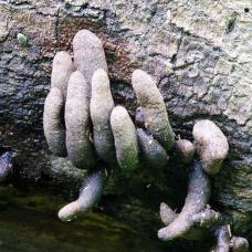 Ксилярия многообразная (xylaria polymorpha): пальцы мертвеца
