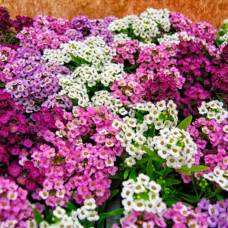 Бурачок, или алиссум (лат. alyssum)