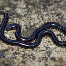 7 очень странных животных