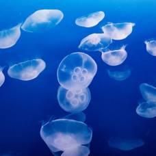 Зачем многие животные едят медуз