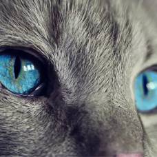 10 фактов о кошках