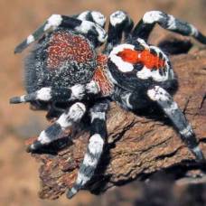 Новый вид пауков с джокером на спине назвали в честь хоакина феникса