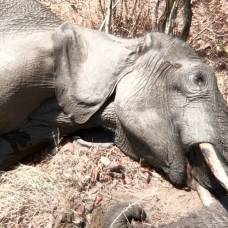 В ботсване у водопоев стали загадочно умирать сотни слонов