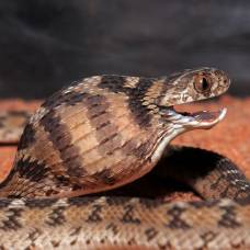 Сахельский яйцеед (лат. dasypeltis sahelensis)
