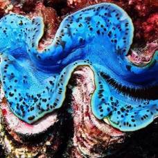 Почему гигантские моллюски так странно светятся