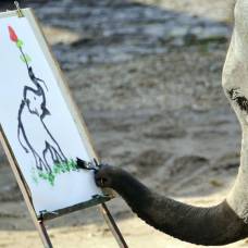 Действительно ли слоны умеют рисовать или это ловкий маркетинговый ход