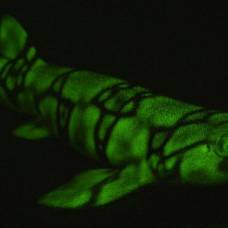 Флуоресцирующая акула