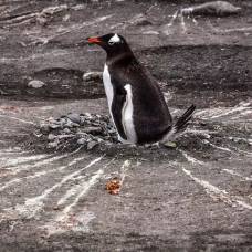 Какое давление в кишке пингвина