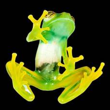 Биологи выяснили, почему лягушки зелёные