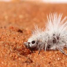 Зачем пустынному бархатному муравью белый пух