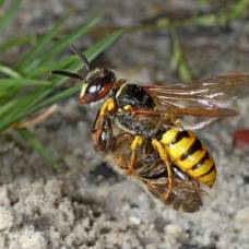 Европейский пчелиный волк (лат. philanthus triangulum)