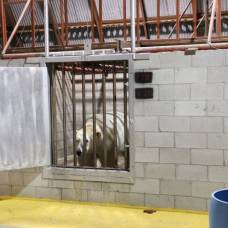 Тюрьма для белых медведей в черчилле
