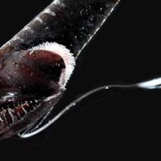 На большой глубине обнаружены рыбы с черной светопоглощающей кожей
